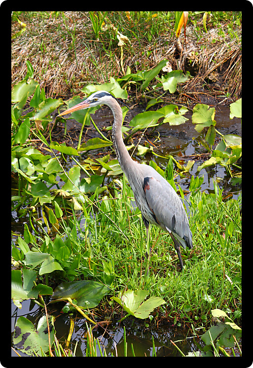 Great Blue Heron (Ardea herodias) wades through the wetlands of Everglades National Park of Florida.