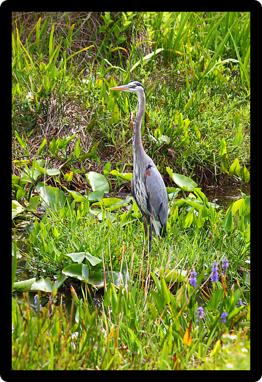 Great Blue Heron (Ardea herodias) wades through the wetlands of Everglades National Park of Florida.