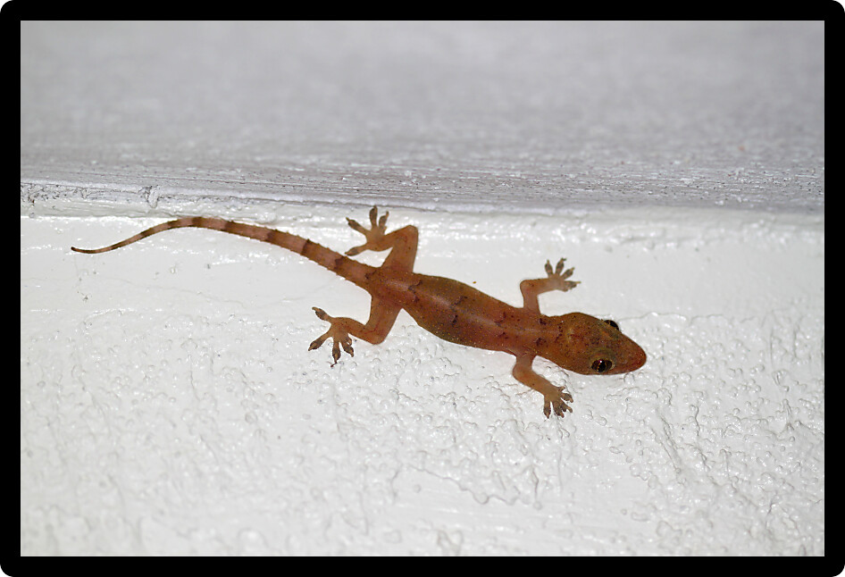 Common House Gecko (Hemidactylus frenatus) on a wall in Florida.