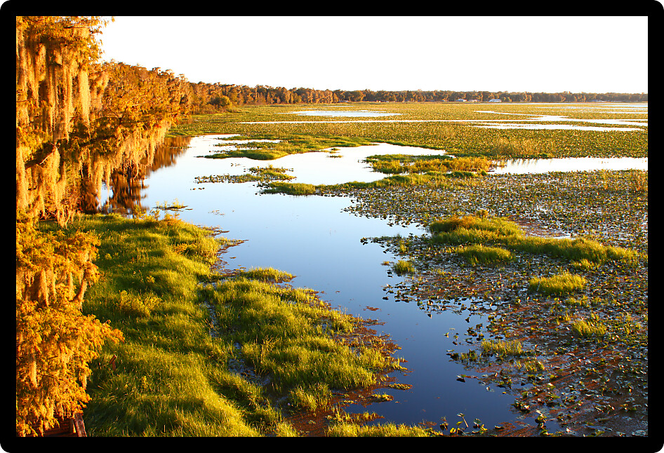 Evening at Lake Arbuckle of the Lake Wales Ridge State Forest in central Florida.