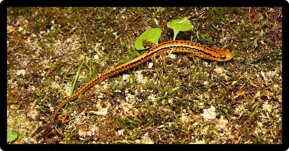 Long-tailed Salamander (Eurycea longicauda) in the southern USA.