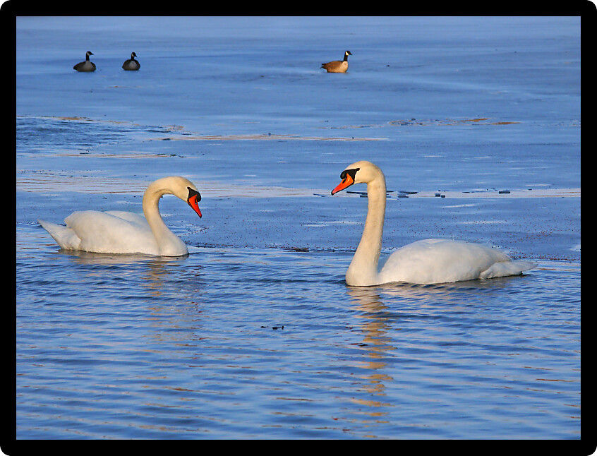 Two Mute Swans (Cygnus olor) float through icy waters in central Illinois.
