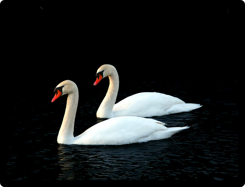Two Mute Swans (Cygnus olor) float through icy waters in central Illinois.