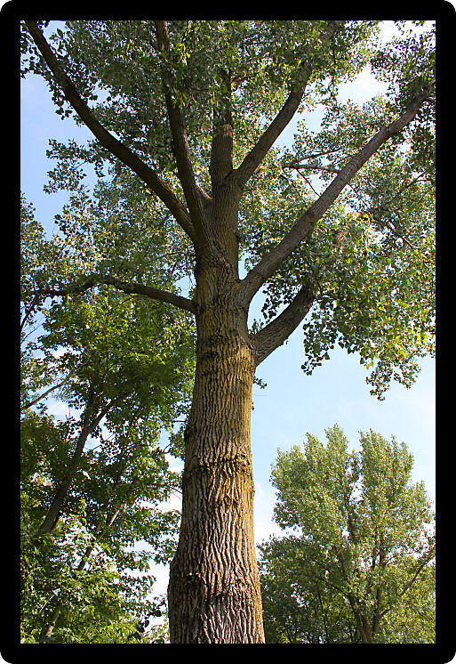 Pretty view up a large tree in northern Illinois.