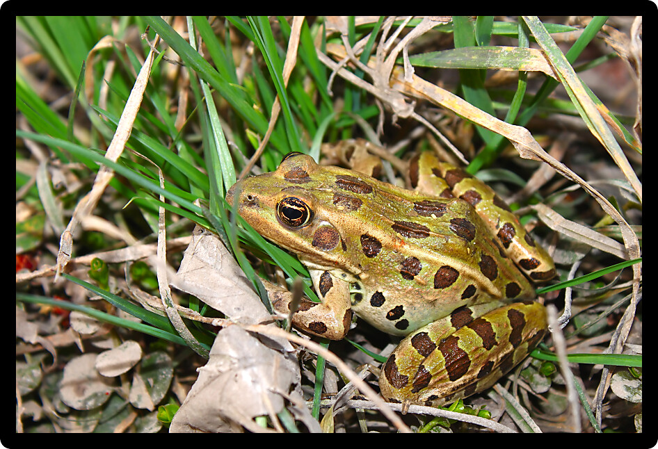 Northern Leopard Frog (Rana pipiens) in northern Illinois.