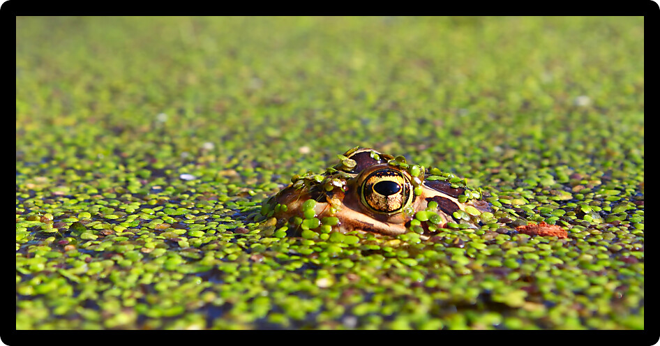 Northern Leopard Frog (Rana pipiens) near a river in northern Illinois.