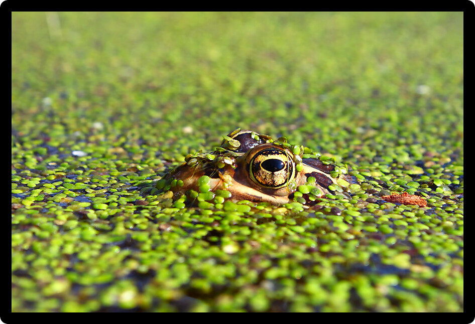 Northern Leopard Frog (Rana pipiens) near a river in northern Illinois.