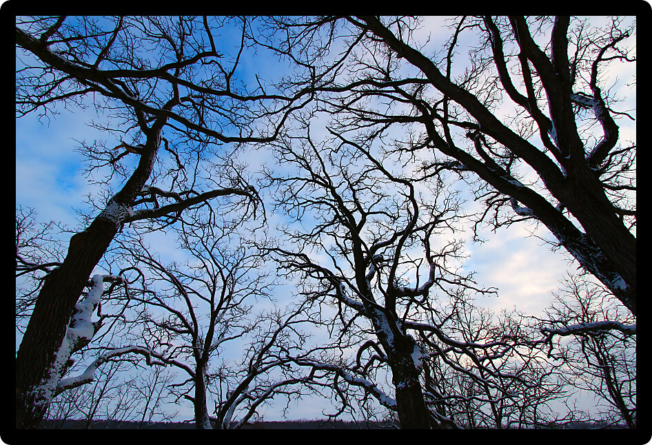 Twisted trees creep towards the sky during a cloudy winter day in Illinois