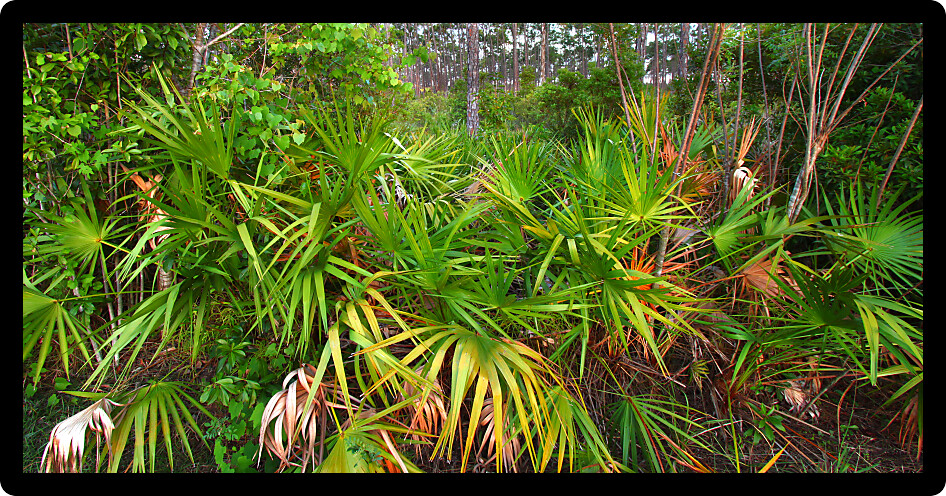 Palmetto covers the forest floor in the Everglades National Park in Florida.