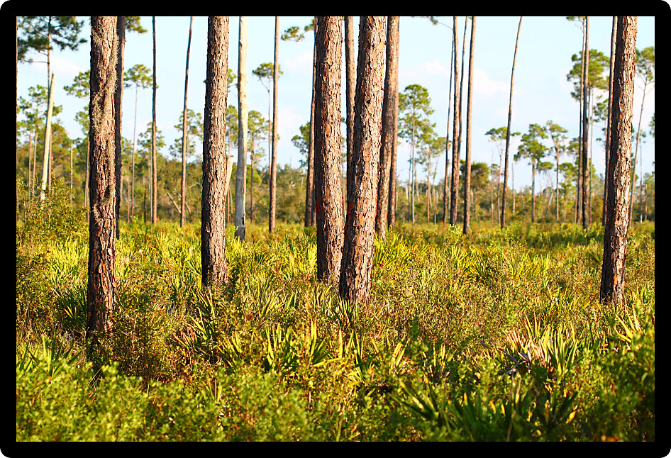 Beautiful pine flatwoods landscape of central Florida on a sunny day.