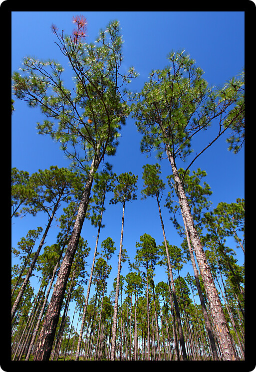 Beautiful pine flatwoods of central Florida on a sunny day.