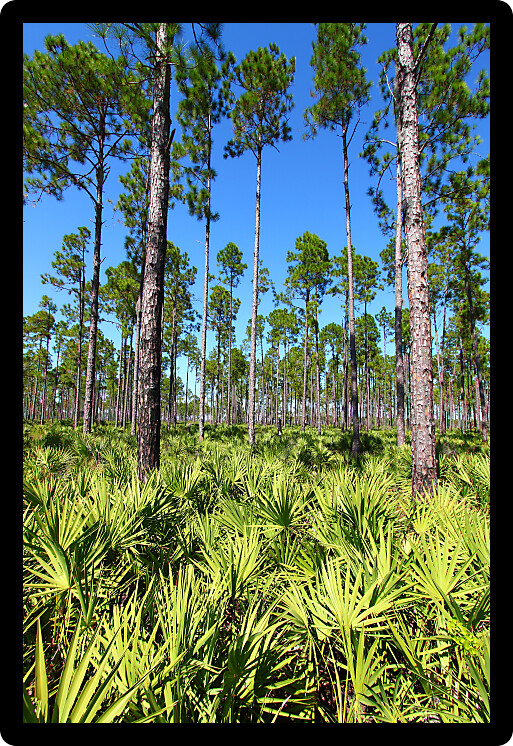 Beautiful pine flatwoods environment of Florida on a clear day.