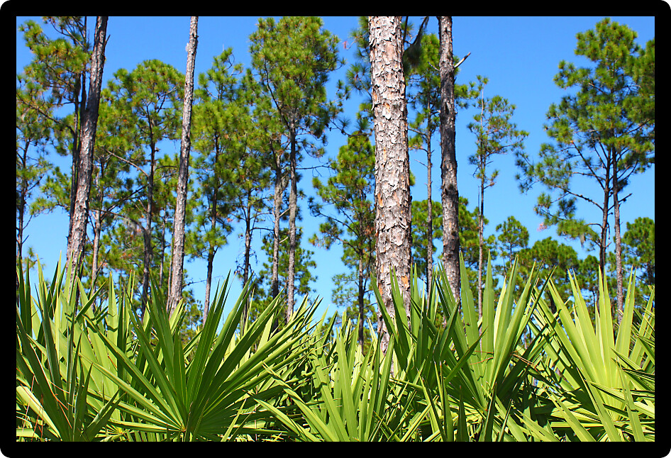 Pine flatwoods environment of Florida on a clear day.