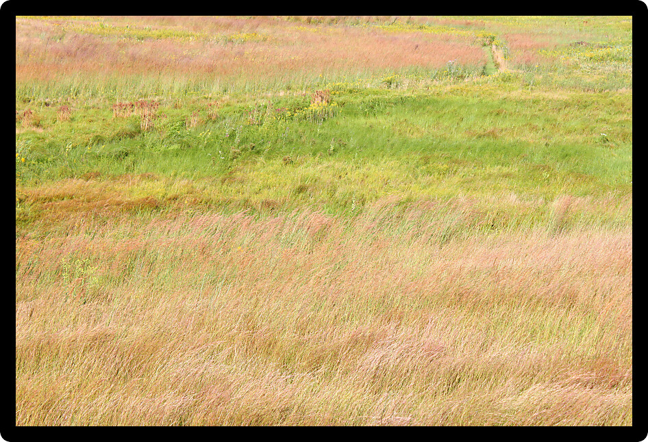 Background of prairie grasses taken in northern Illinois.