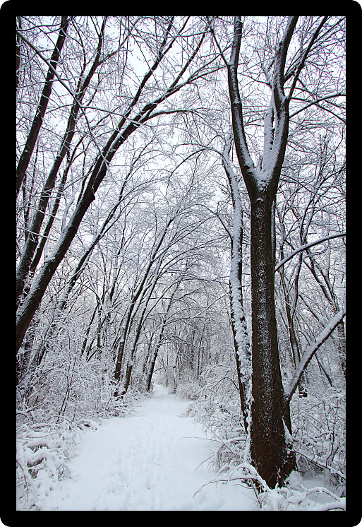 Fresh snowfall along a hiking trail in northern Illinois.