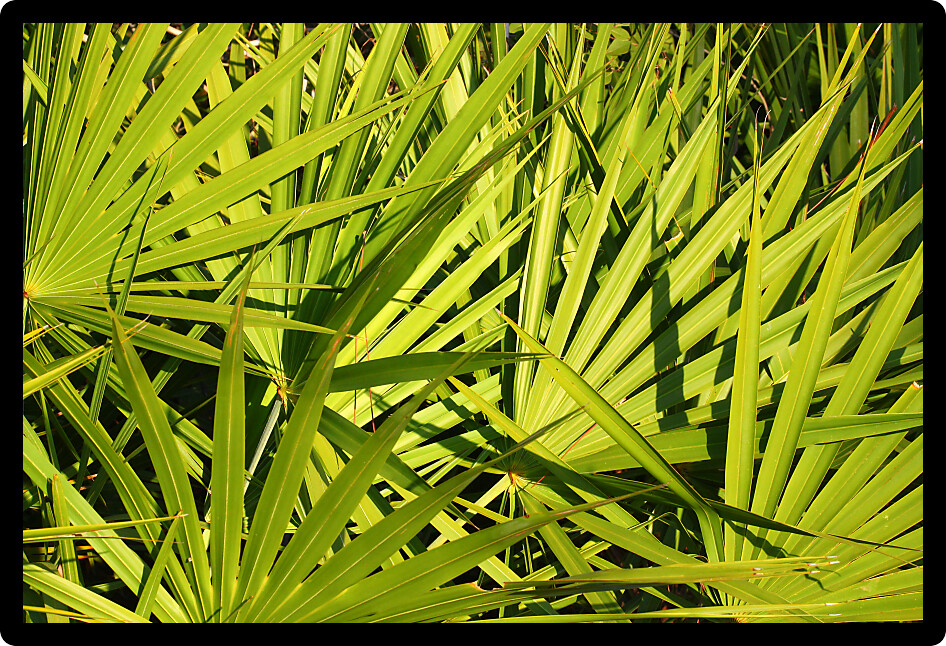 Fronds of saw palmetto (Serenoa repens) in central Florida.