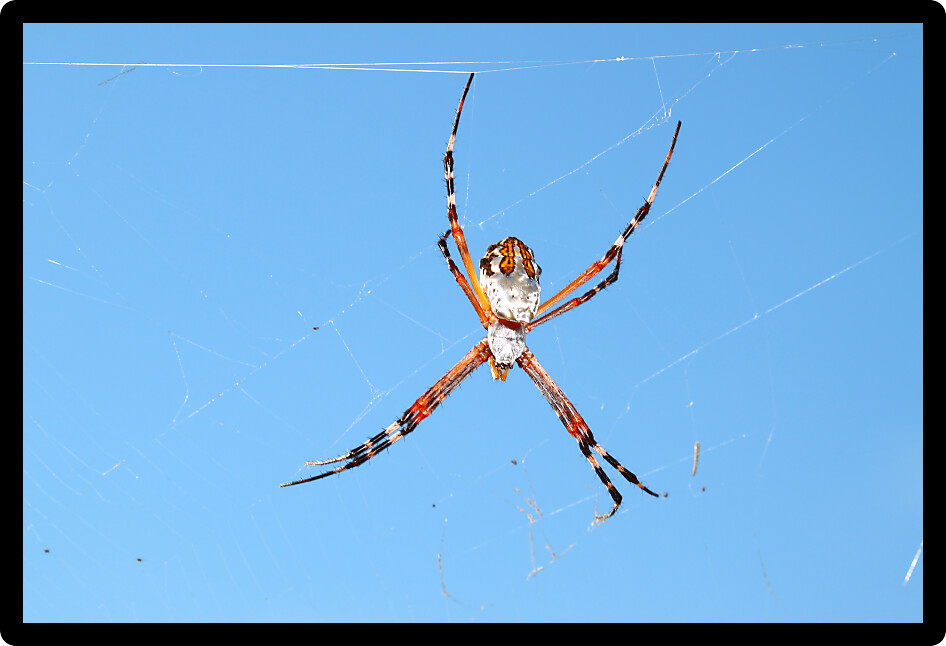 Silver-backed argiope (Argiope florida) hangs on a web in central Florida.