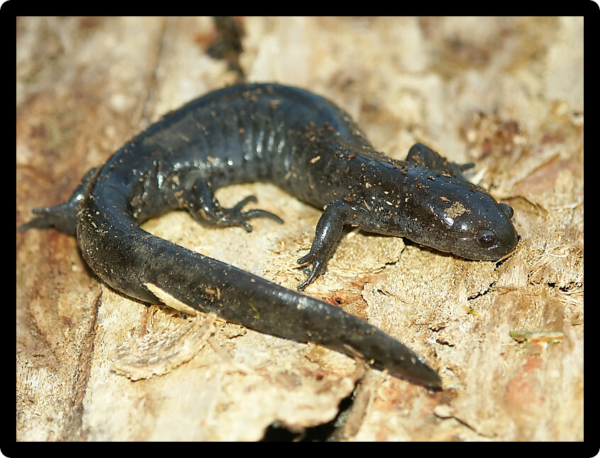 Smallmouth Salamanders (Ambystoma texanum) inhabit wet forest landscapes in Illinois.