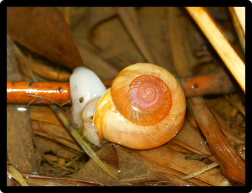 Snail on the forest floor in central Illinois.