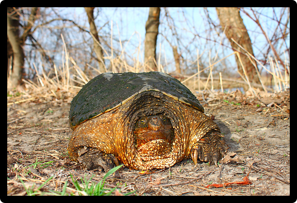 Huge Snapping Turtle (Chelydra serpentina) on a warm spring day in northern Illinois.