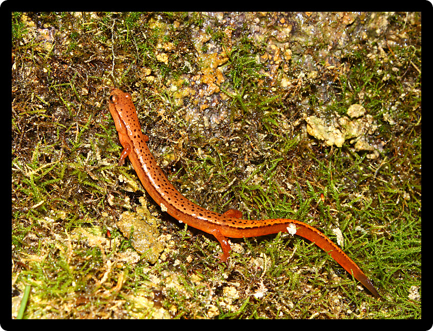 Southern Two-lined Salamander (Eurycea cirrigera) in northern Alabama.