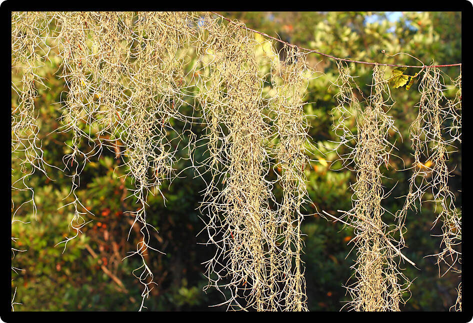 Spanish Moss (Tillandsia usneoides) grows thick in the forest of central Florida.