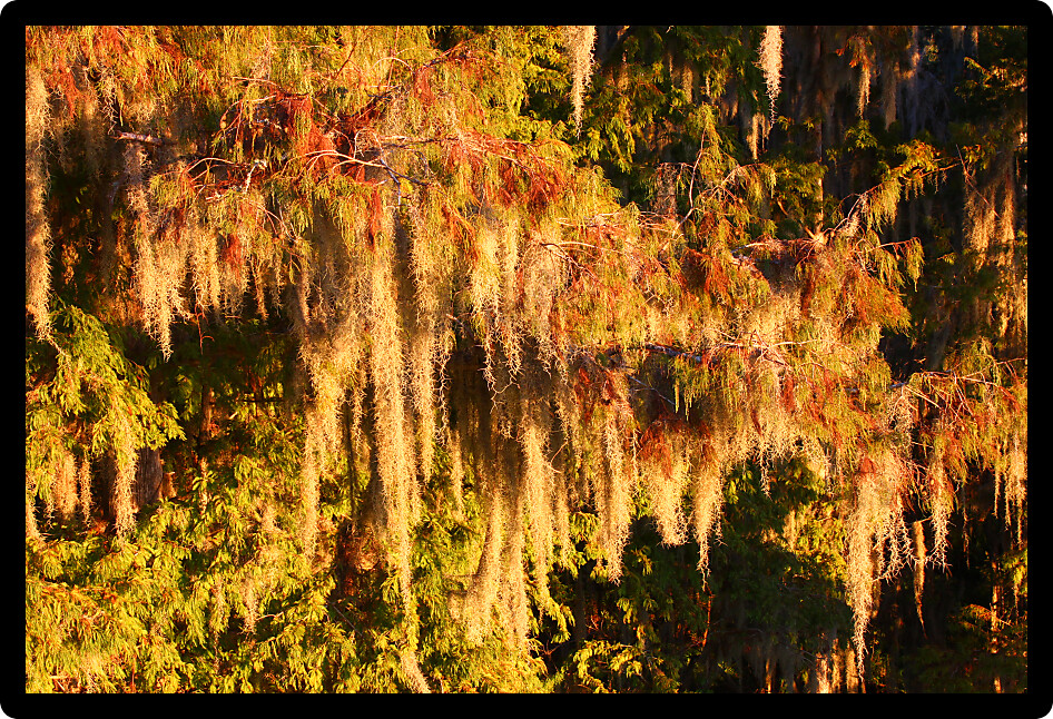 Spanish Moss (Tillandsia usneoides) grows thick in the forest of central Florida.