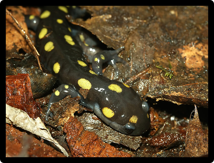 Spotted Salamander (Ambystoma maculatum) in the Midwestern United States.