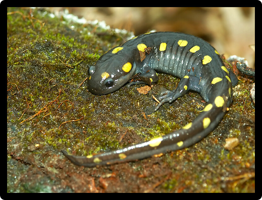 Spotted Salamander (Ambystoma maculatum) inhabiting an Illinois natural area.