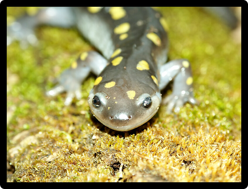 Spotted Salamanders (Ambystoma maculatum) are an amphibian species inhabiting Illinois wetlands.