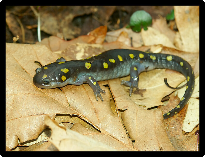Spotted Salamanders (Ambystoma maculatum) inhabit wooded pool in Illinois.