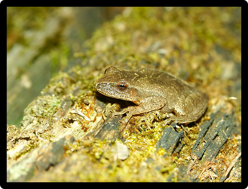 Spring Peeper (Pseudacris crucifer) inhabiting an Illinois natural area.