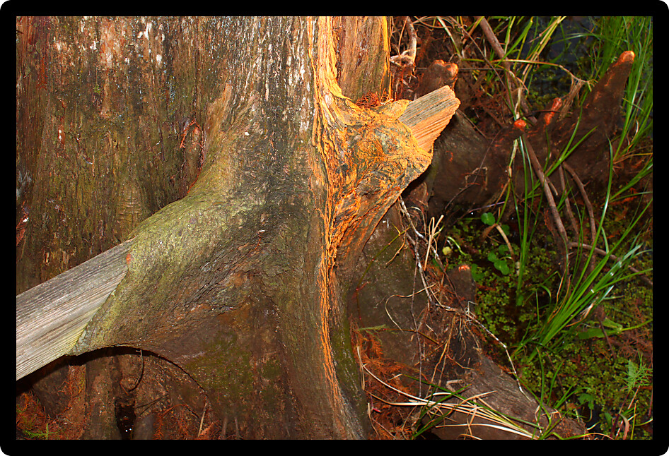 Tree trunk grown over an old board in Florida.