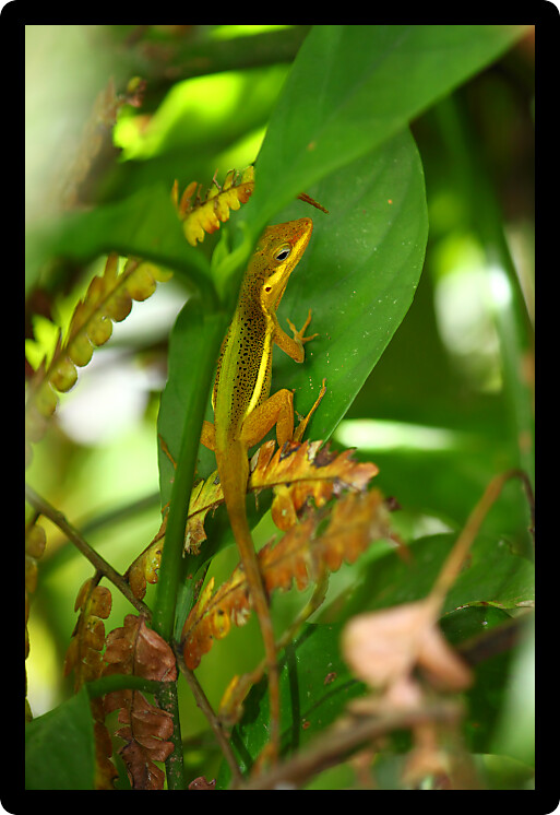 Upland Grass Anole (Anolis krugi) hides amongst vegetation in Puerto Rico.