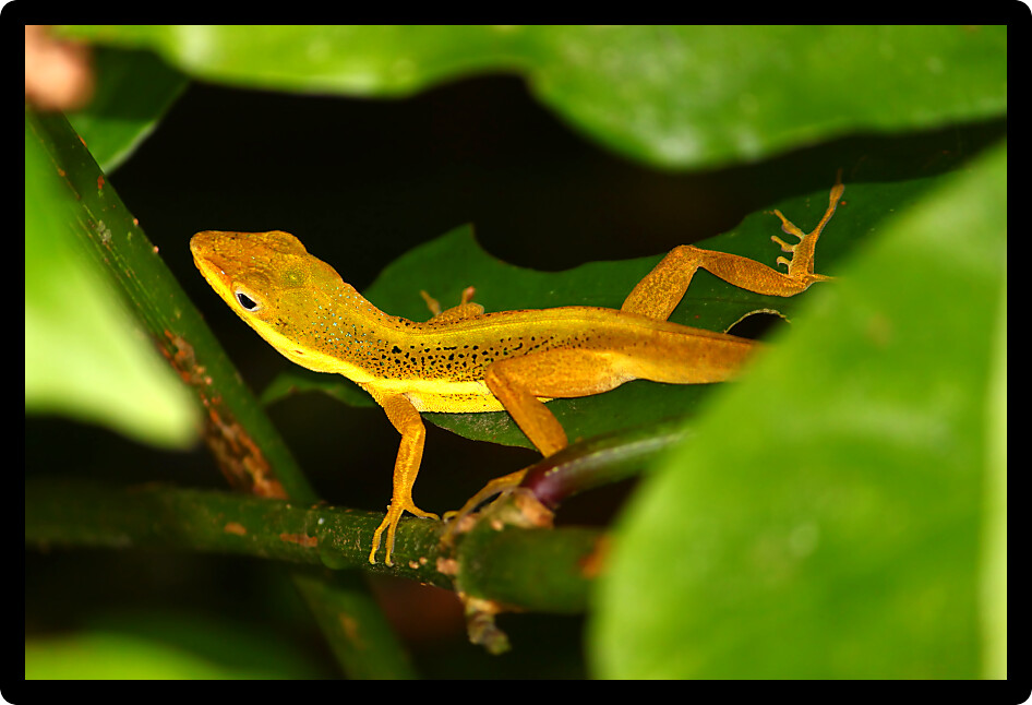 Upland Grass Anole (Anolis krugi) hides amongst vegetation in Puerto Rico.
