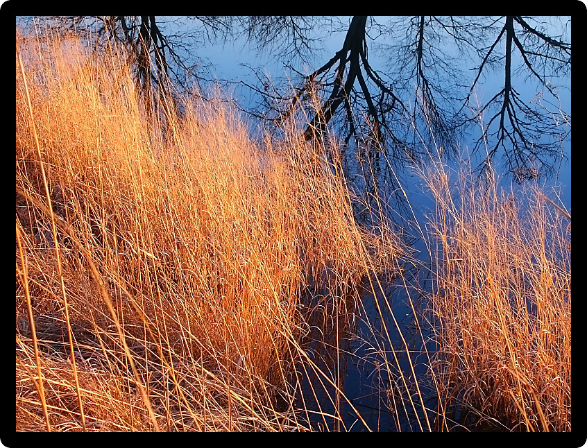 Dark blue skies reflect off a wetland in central Illinois.