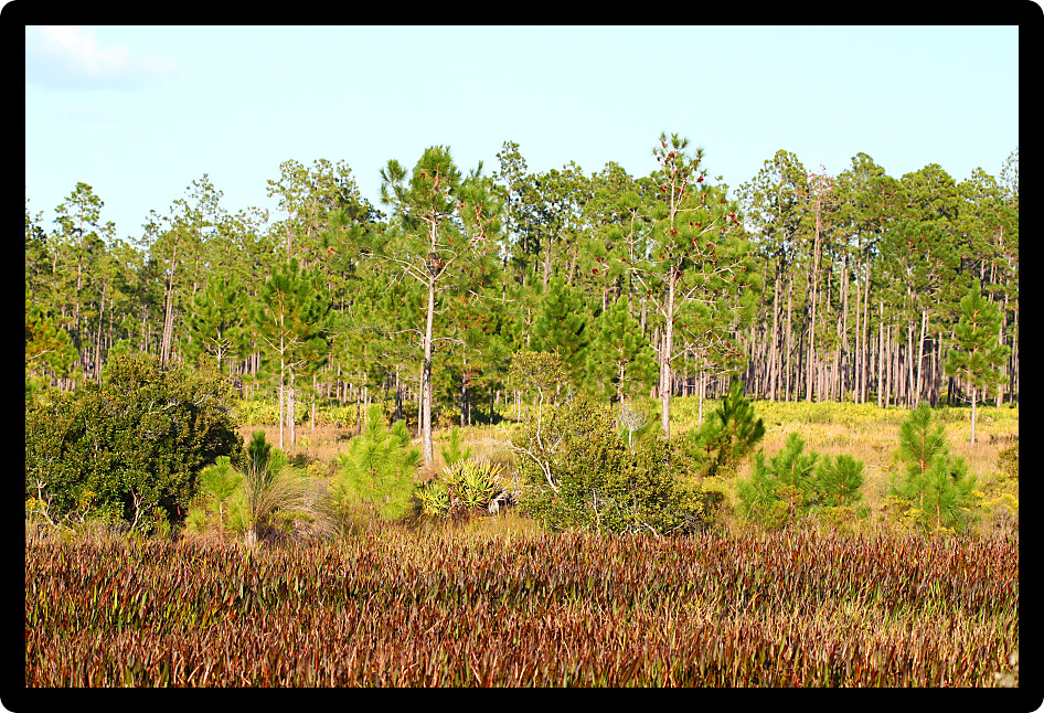 Wetland environment landscape from central Florida.