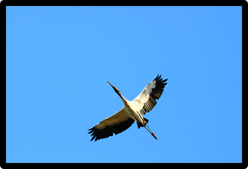 Wood Stork (Mycteria americana) flys through the air in central Florida.