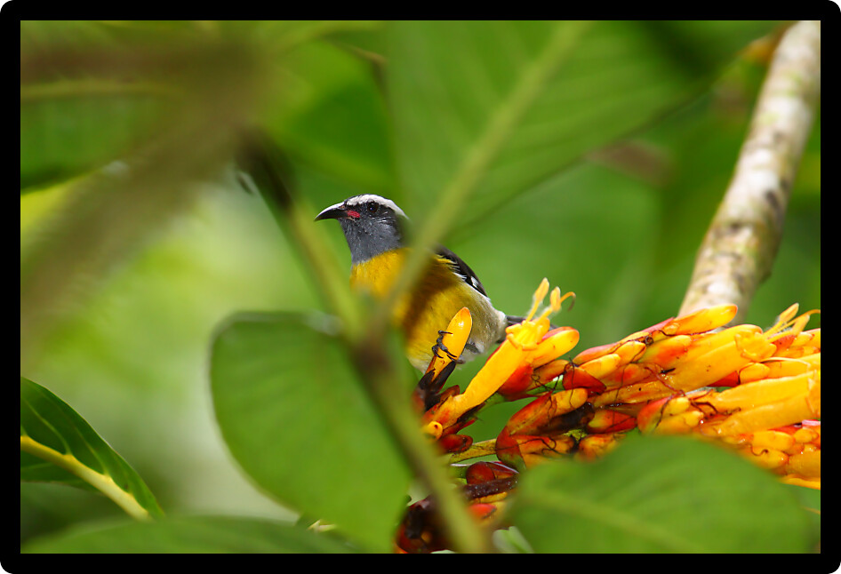 Bananaquit (Coereba flaveola) in a Puerto Rico rainforest.