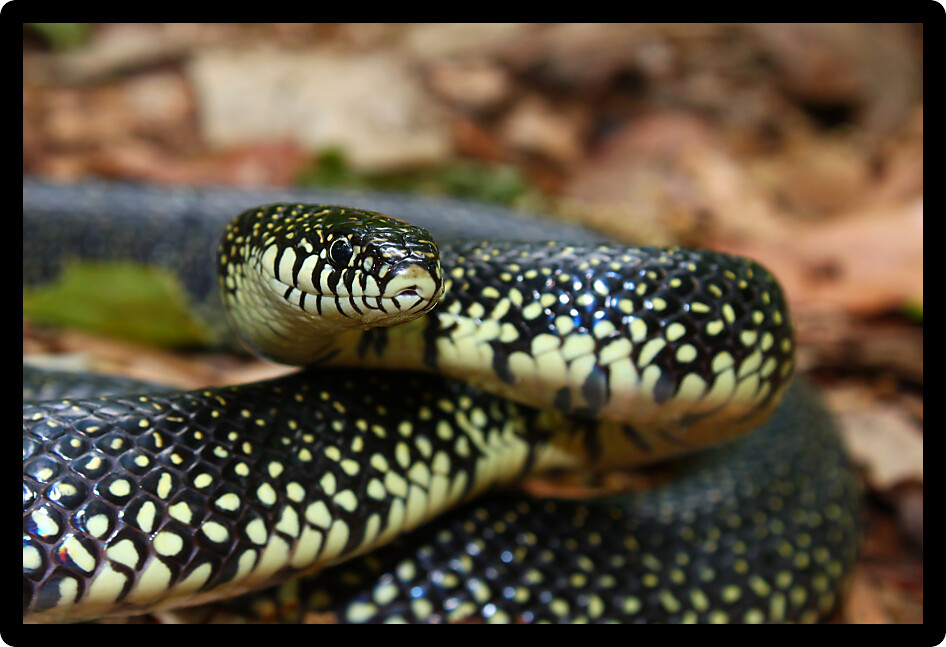Black Kingsnake (Lampropeltis getula) in a natural environment of Alabama.