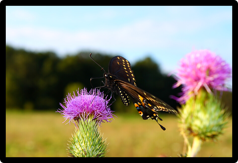 Black Swallowtail (Papilio polyxenes) sits on a thistle at Shabbona Lake State Park in Illinois