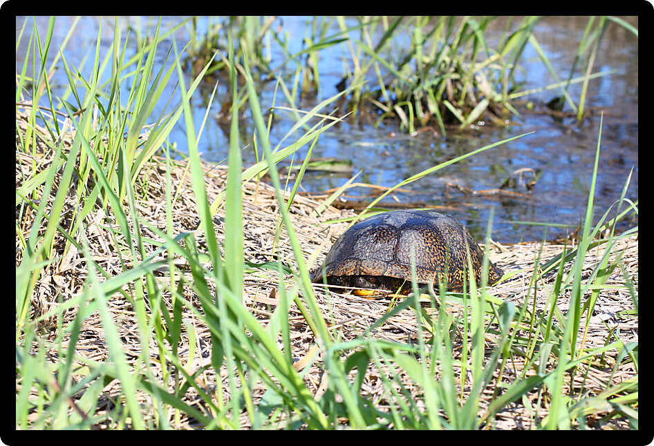 Blandings Turtle (Emydoidea blandingii) basking on a sunny spring day in the midwestern United States.