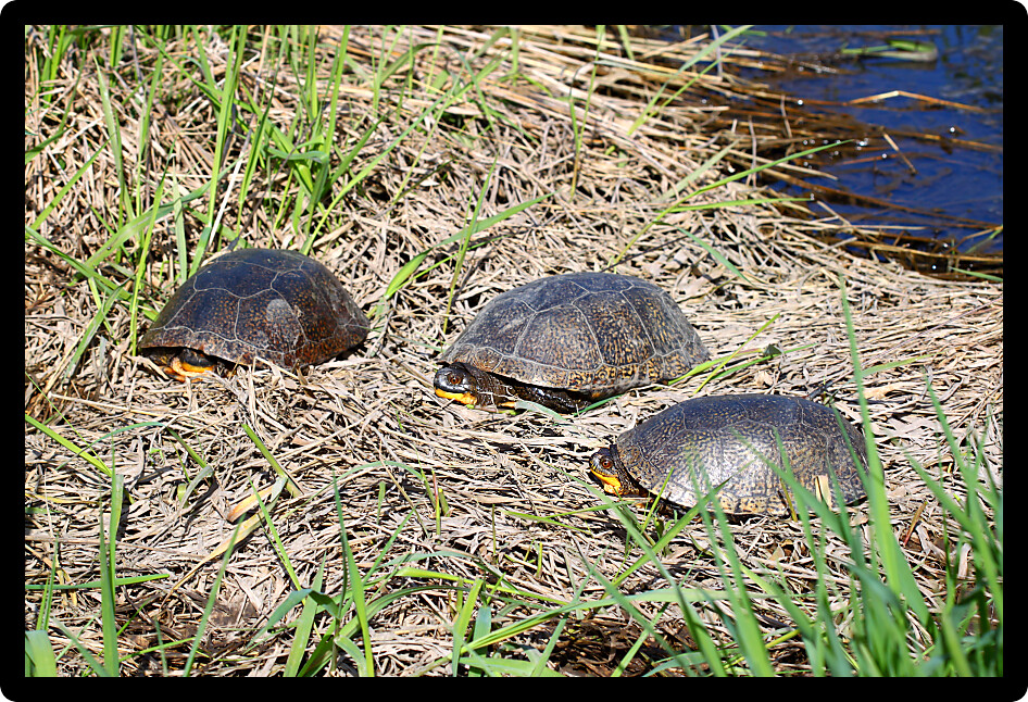 Three Blandings Turtles (Emydoidea blandingii) basking on a spring day.