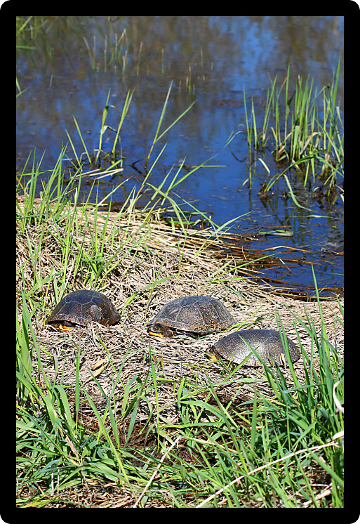 Three Blandings Turtles (Emydoidea blandingii) basking on a spring day.