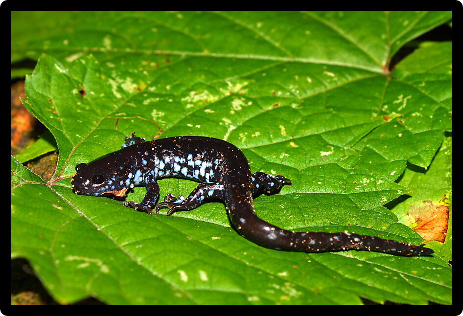 Blue-spotted Salamander (Ambystoma laterale) in an Illinois wetland.