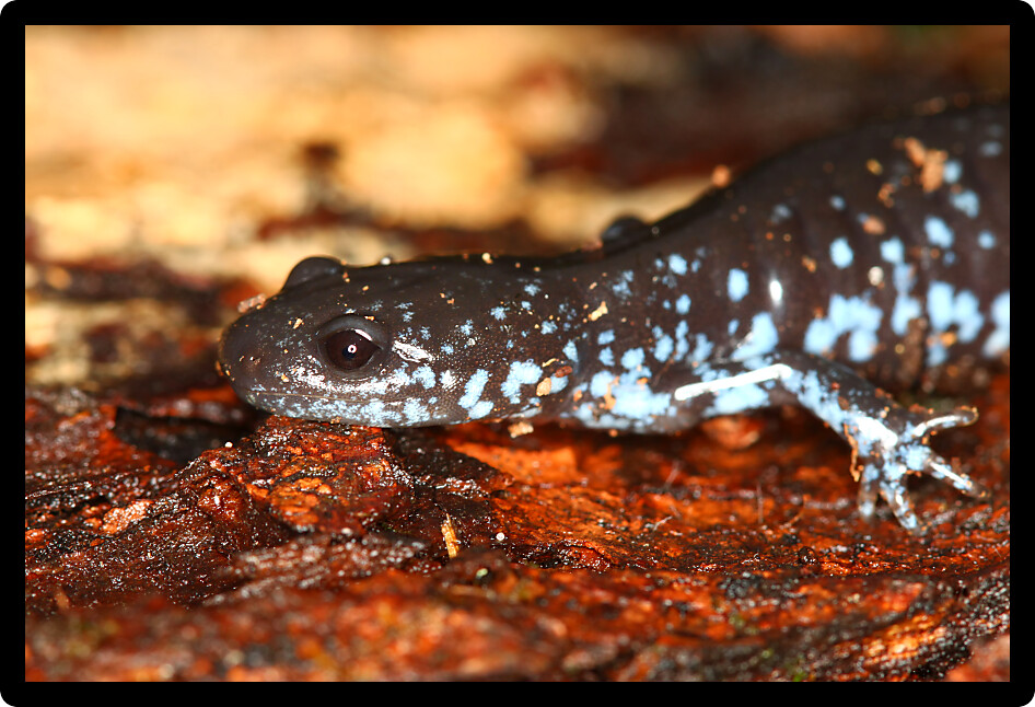 Blue-spotted Salamander (Ambystoma laterale) in northern Illinois.