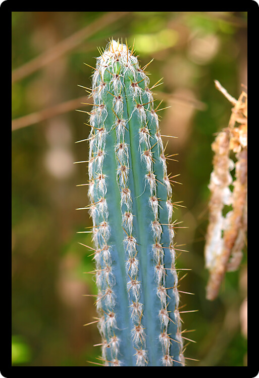 View of a cactus at the Guanica Dry Forest Reserve of Puerto Rico.