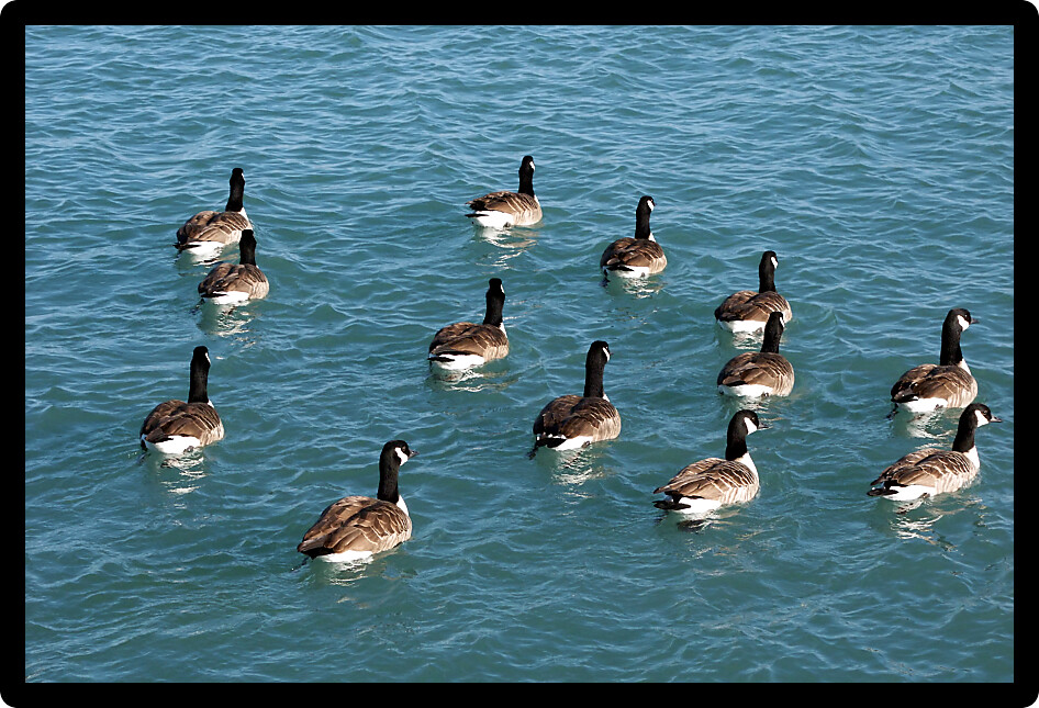Large group of Canada Geese swim lazily in Lake Michigan Illinois.