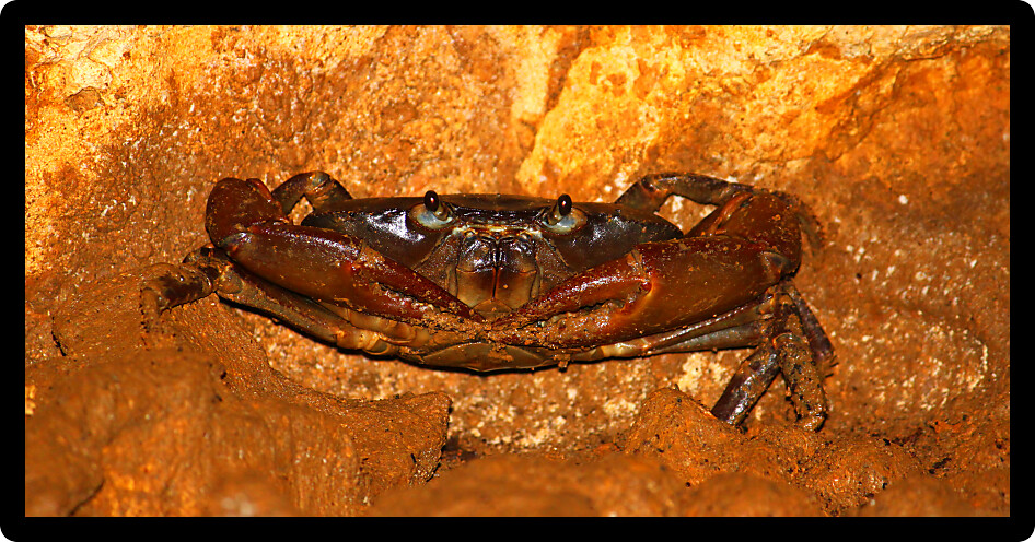 Crab hides in a cave of Puerto Rico.
