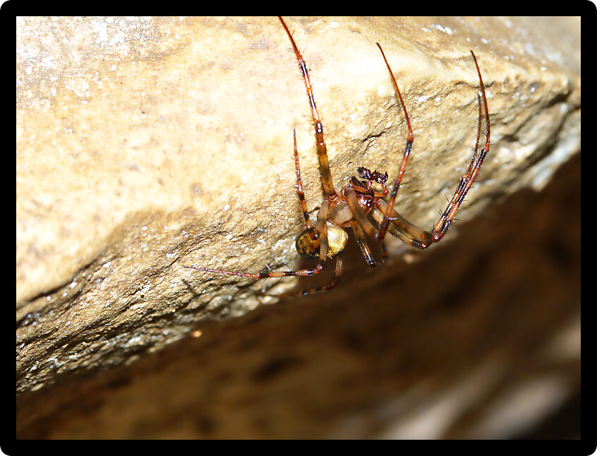 Cave Orb Weaver Spider (Meta ovalis) found in Iowa.